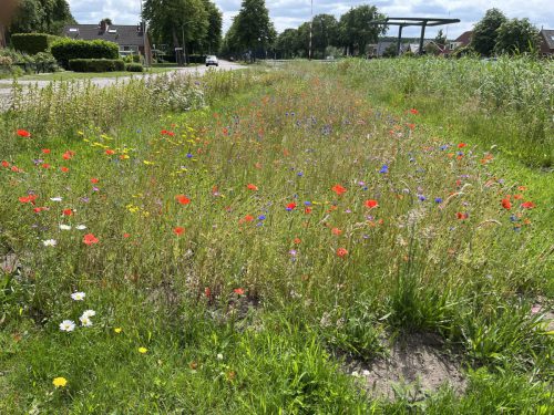 Juni is het hoogtepunt van de bloeitijd