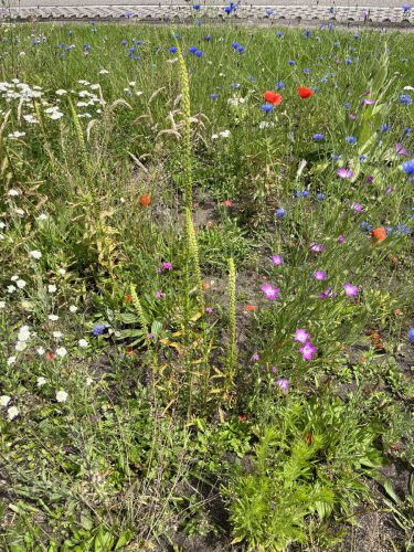 Wouw, bolderik, duizendblad, grijskruid en korenbloemen