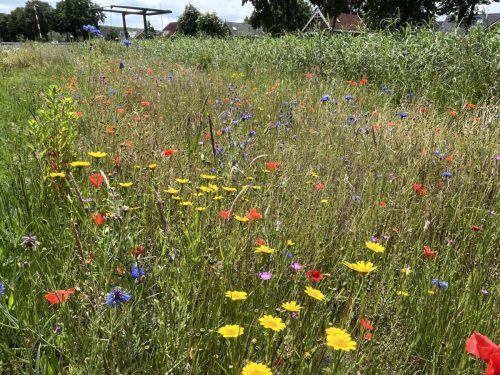 Gele ganzenbloem- Glebionis segetum, korenbloemen en grote klaprozen, slangenkruid, bolderik