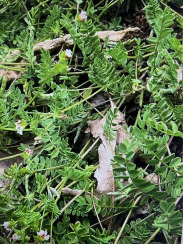 Klein vogelpootje - Ornithopus perpusillus