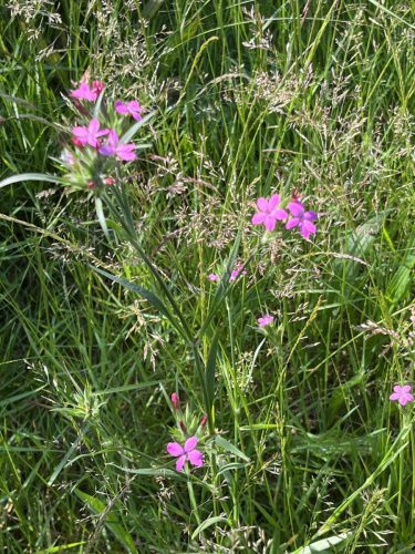 Ruige anjer - Dianthus armaria
