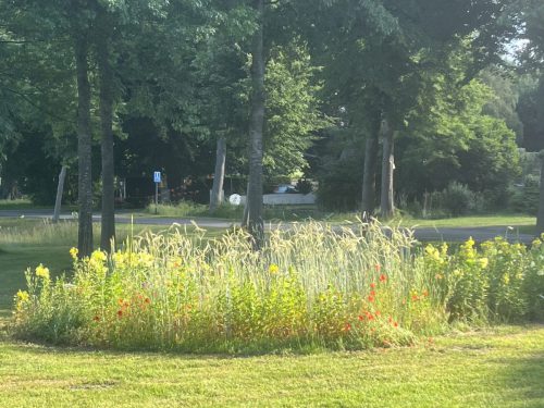 Winterrogge, klaprozen en teunisbloem