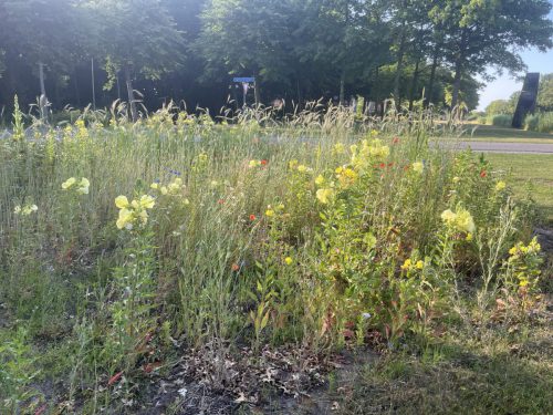 Duinteunisbloem, klaprozen, korenbloemen, witte prikneus