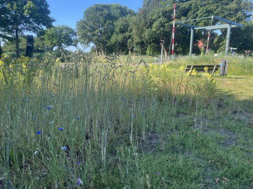 Korenbloemen en winterrogge