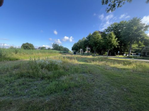Vooraan kleine klaver (geel) en een groep witte wilde margrieten