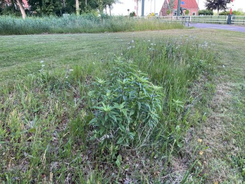 Koninginnekruid (leverkruid) - Eupatorium maculatum, nog voor de roze bloei