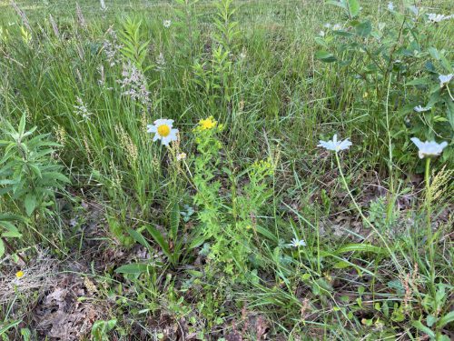 Wilde margriet en Sint-janskruid - Hypericum perforatum