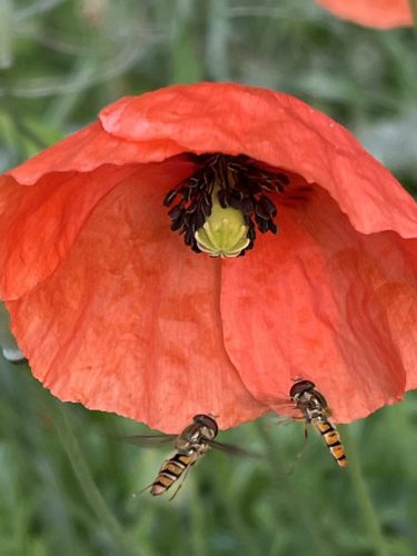 Grote klaproos - Papaver rhoeas met snorzweefvliegen