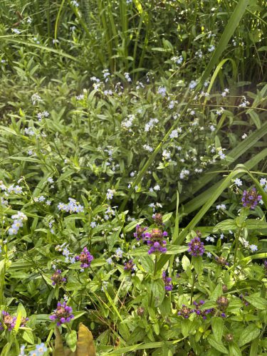 Akker vergeet-mij-nietje - Myosotis arvensis en Gewone brunel - Prunella vulgaris