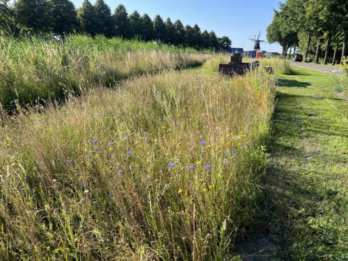 Korenbloem, gele ganzenbloem