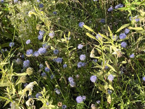 Zandblauwtje - Jasione montana