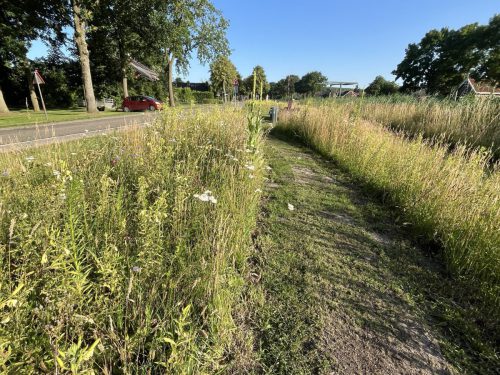 Duizendblad (wit) - Achillea millefolium
