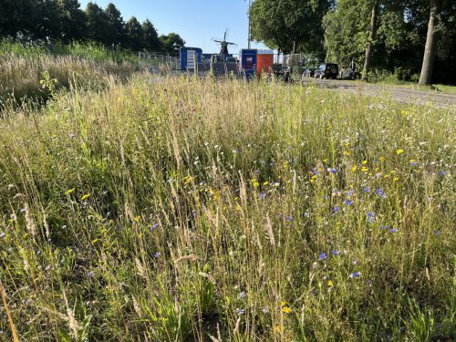 Gestreepte witbol (gras), gele ganzenbloem en korenbloem.