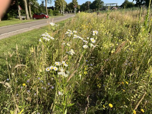 Zomerfijnstraal - Erigeron annuus