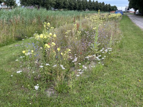 o.a. Duinteunisbloem, duizendblad en korenbloem