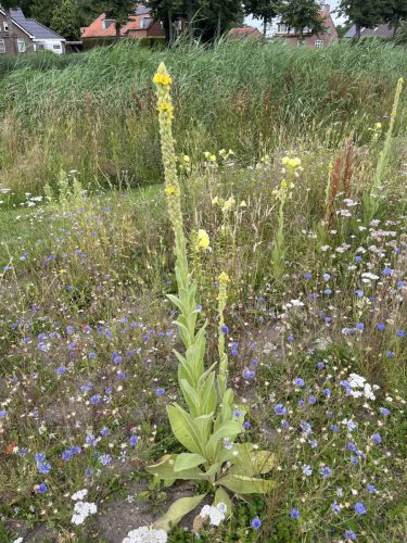 Koningskaars - Verbascum thapsus en korenbloemen