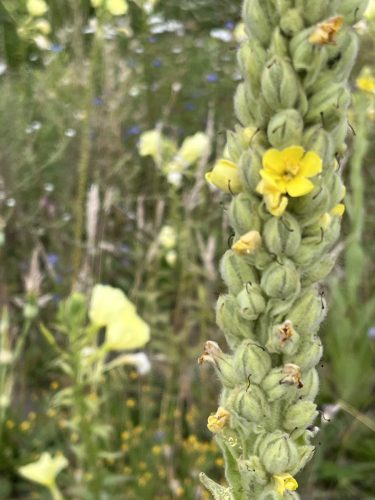 Koningskaars - Verbascum thapsus