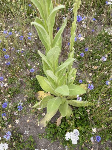 Koningskaars - Verbascum thapsus