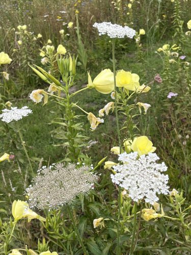 Wilde peen - Daucus carotus (wit) en teunisbloem