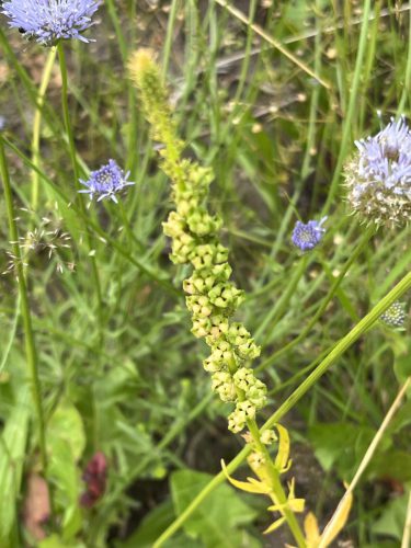 Wouw - Reseda luteola