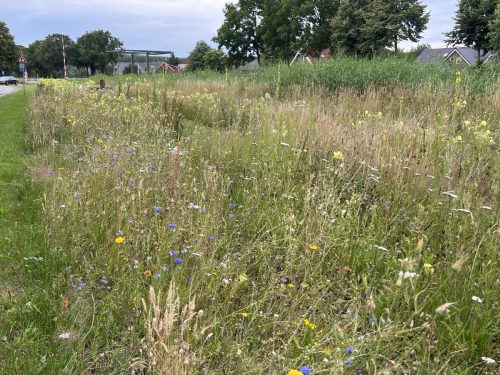 Uitgebloeid gras: gestreepte witbol - hocus lanatus, korenbloemen, gele ganzenbloem, bleke klaproos, wit duizendblad