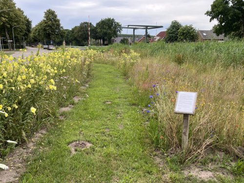 Duinteunisbloem - Oenothera ammophila (lichtgeel)