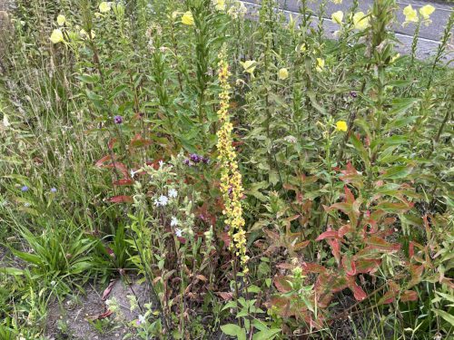 Zwarte toorts - Verbascum nigrum met witte dagkoekoeksbloem, roze ijzerhard, zandblauwtje een duinteunisbloem