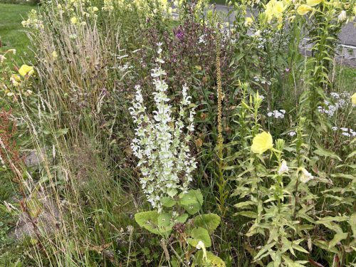Witte Scharlei - Salvia sclarea alba